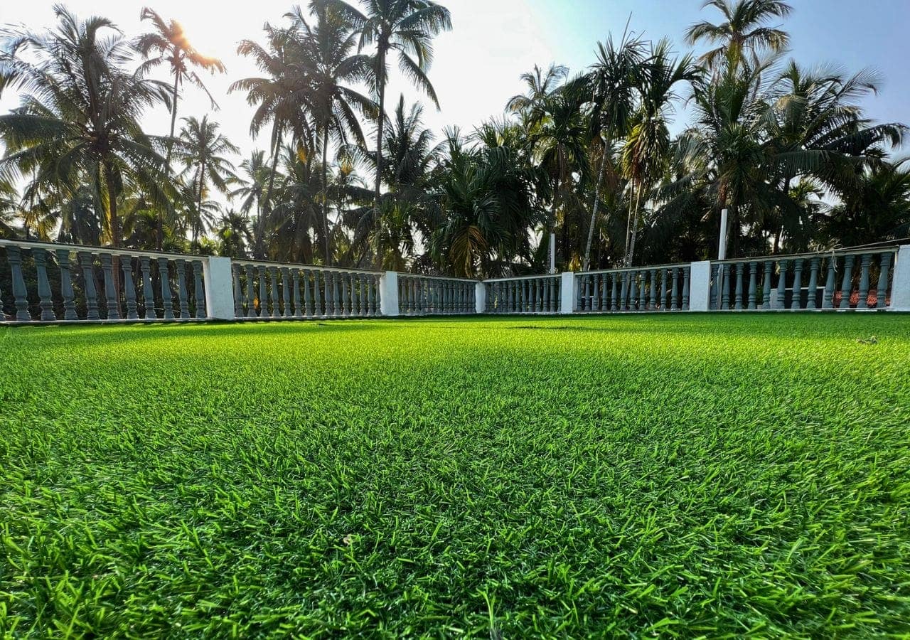 green grass on terrace and open sky view of coconut trees at vandana villa in alibag.